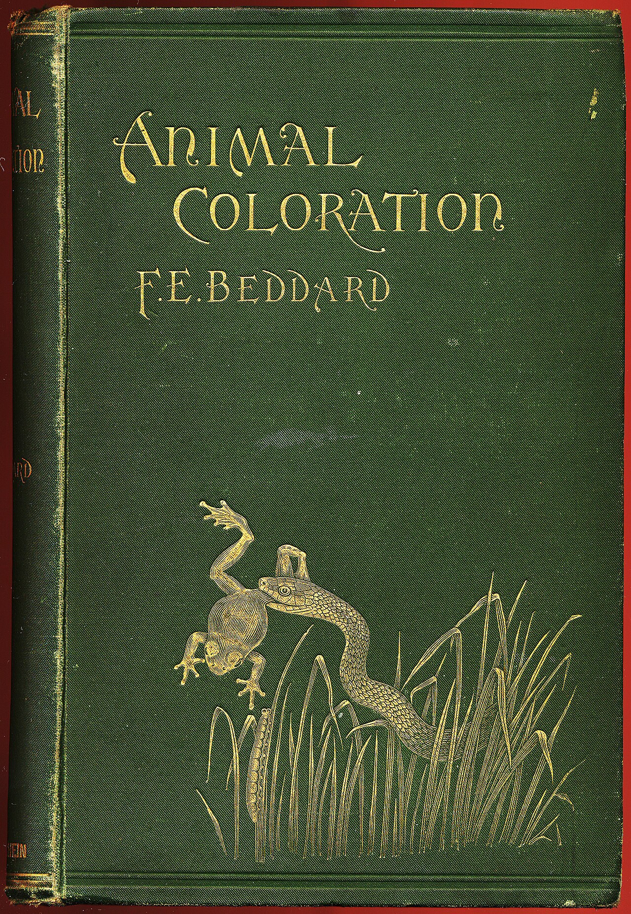 Animal coloration