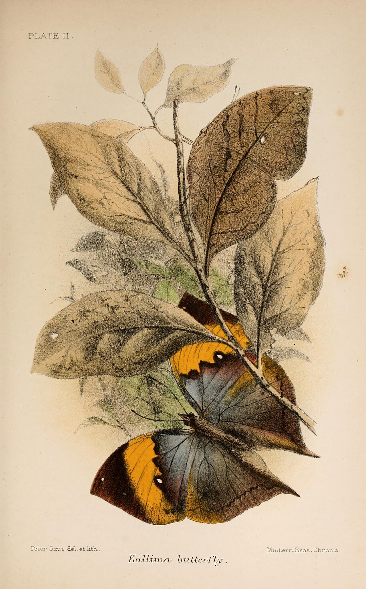 Animal coloration