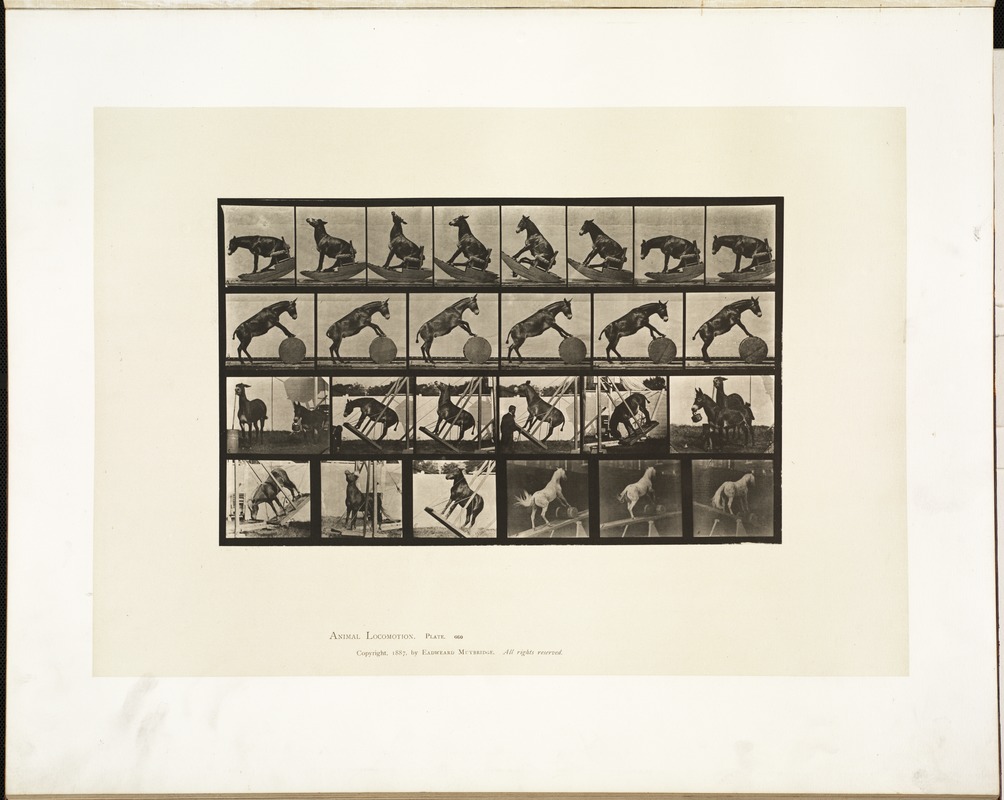 Animal locomotion