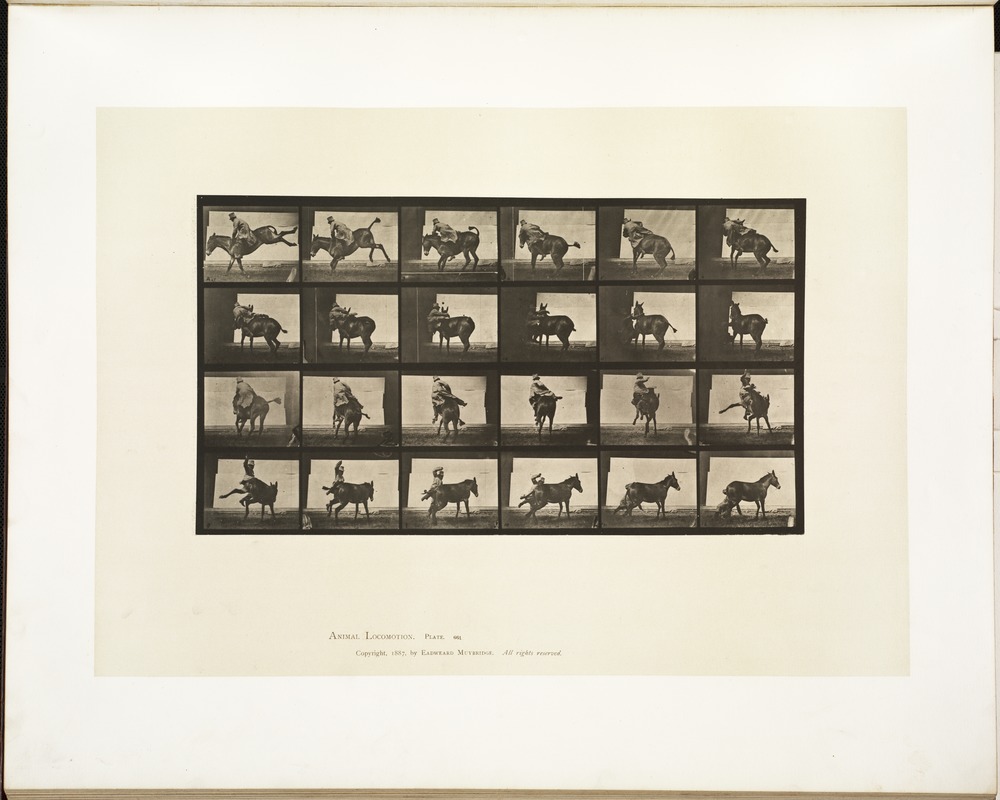 Animal locomotion