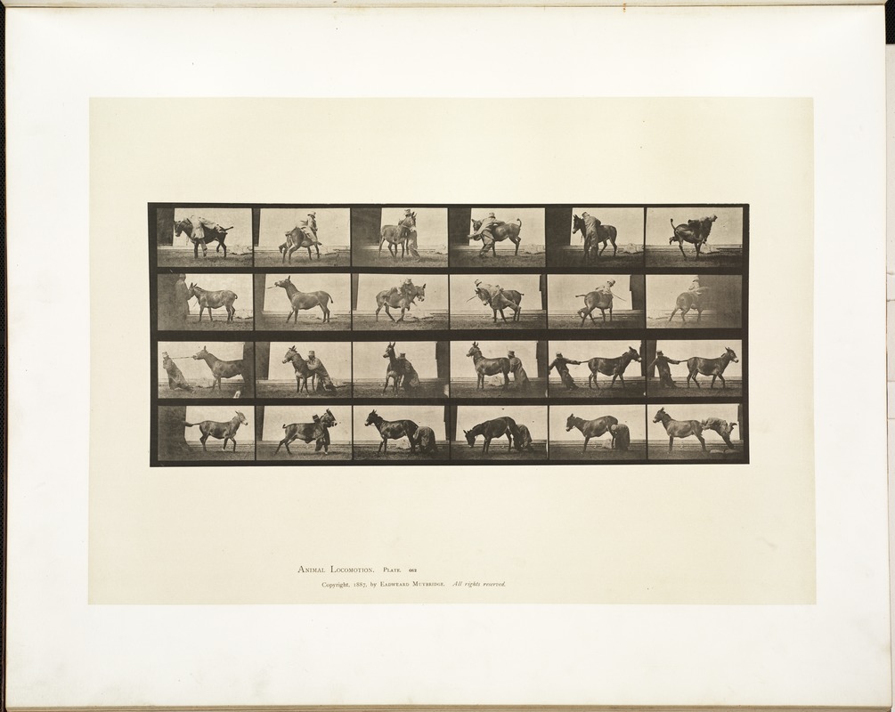 Animal locomotion
