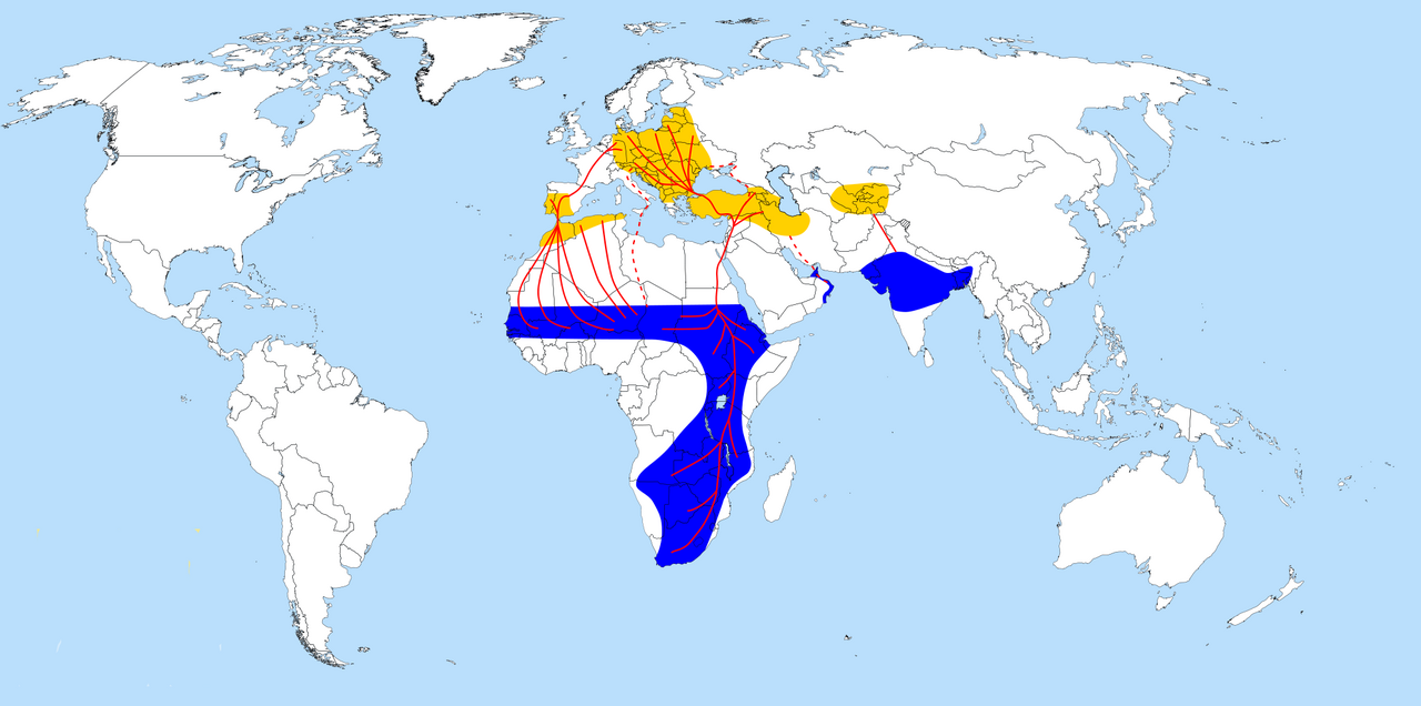 Animal migration