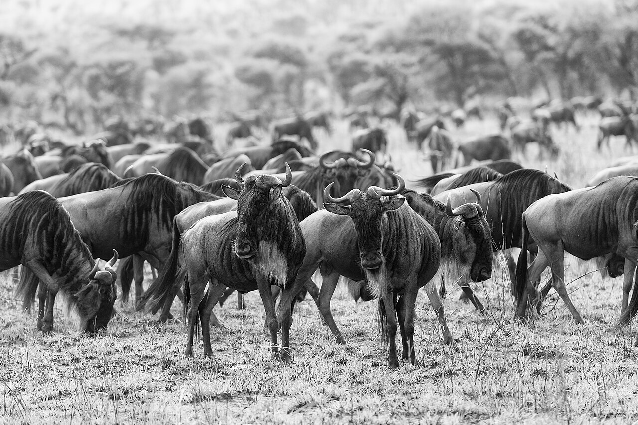 Animal migration