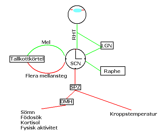 Circadian rhythm