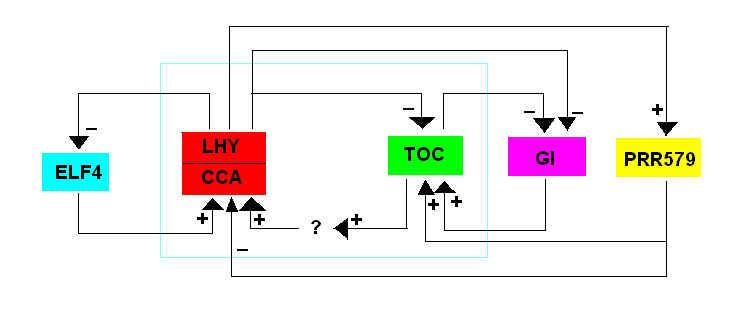 Circadian rhythm
