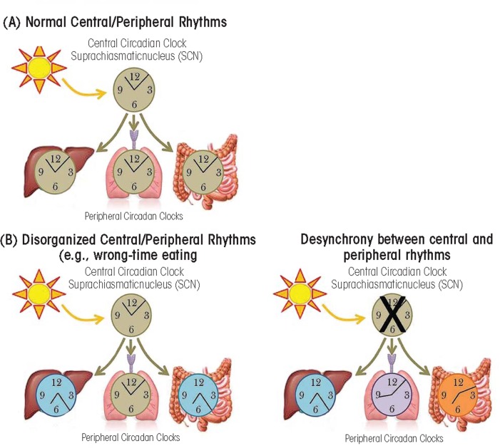 Circadian rhythm