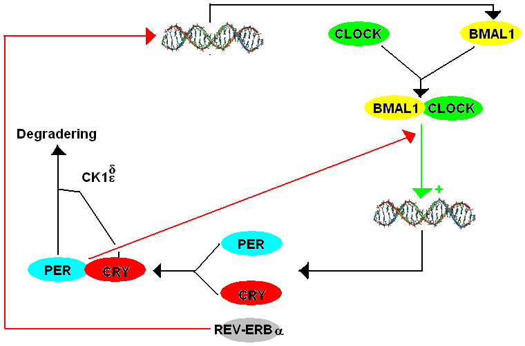 Circadian rhythm