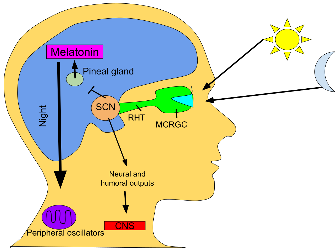 Circadian rhythm