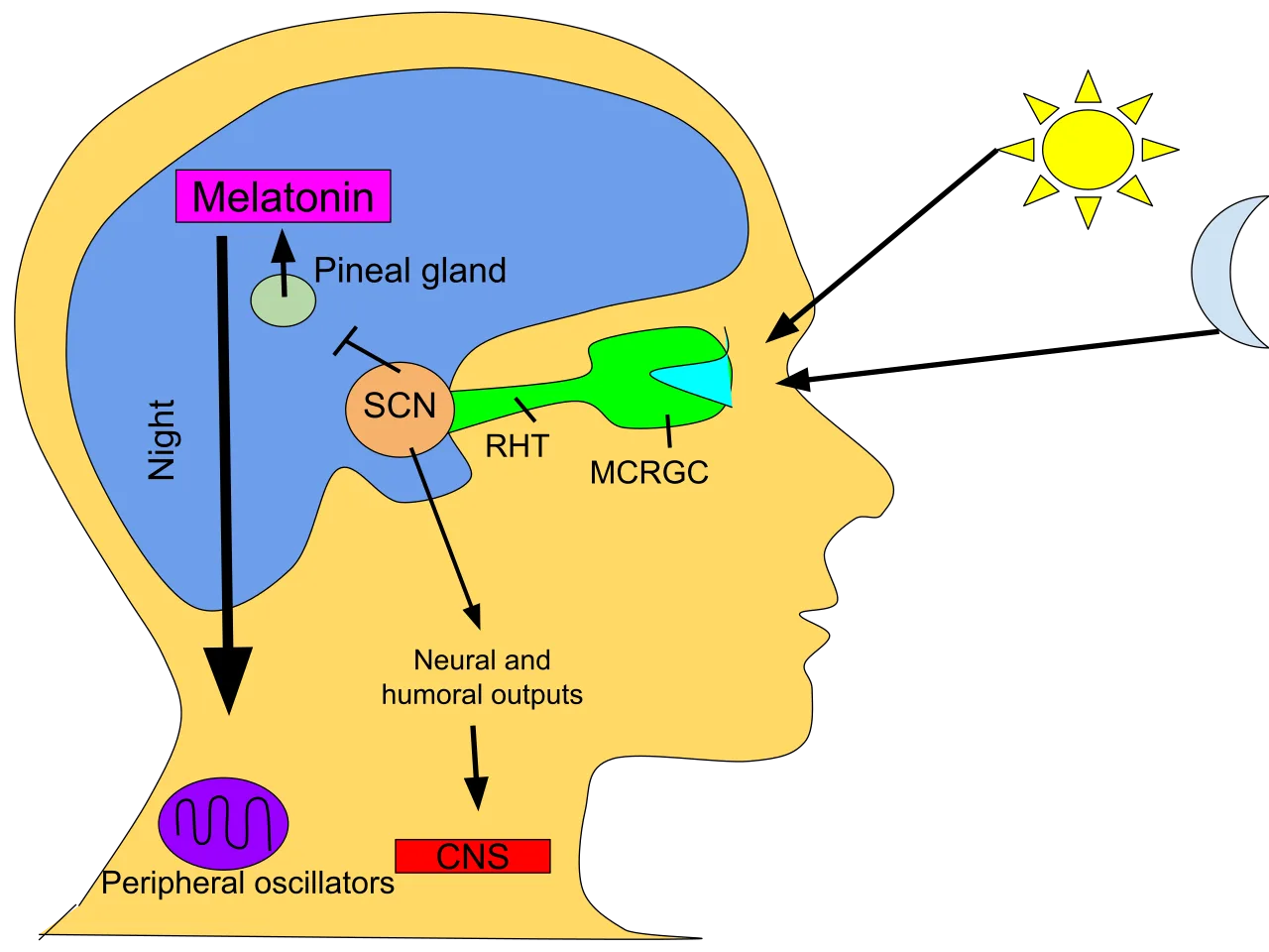Circadian rhythm