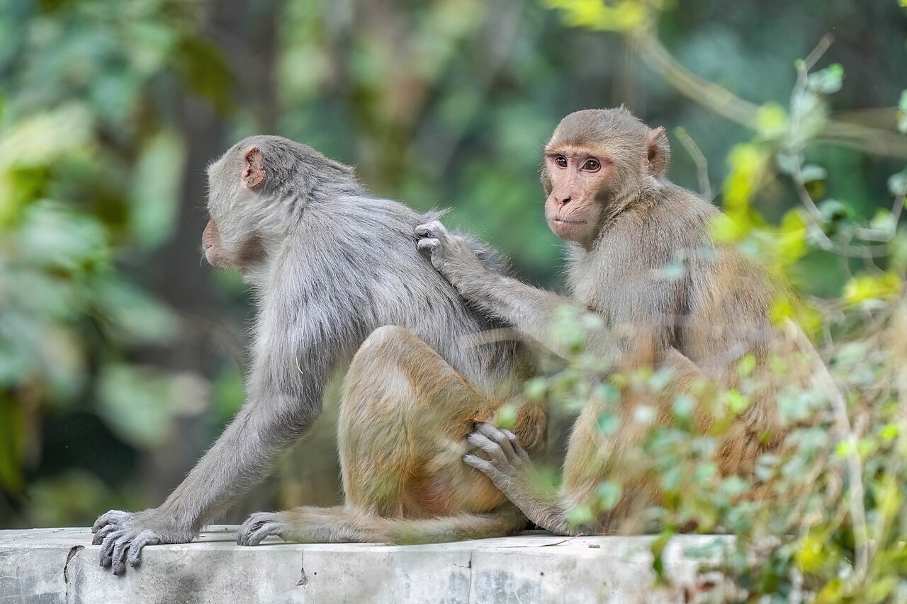 Personal grooming