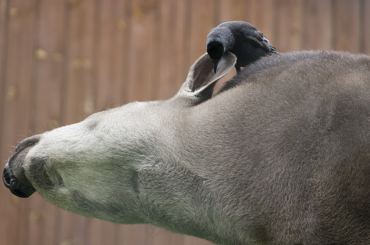 Personal grooming