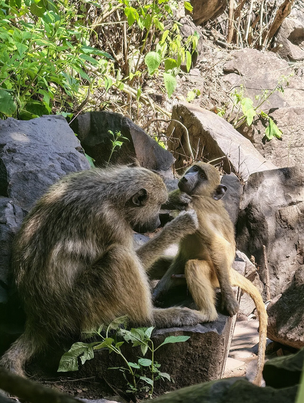 Personal grooming