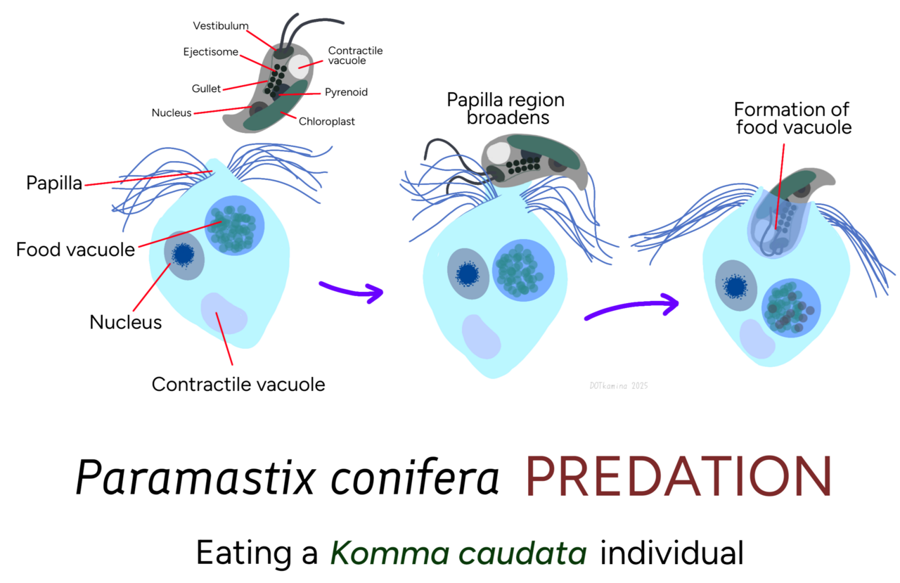 Predation