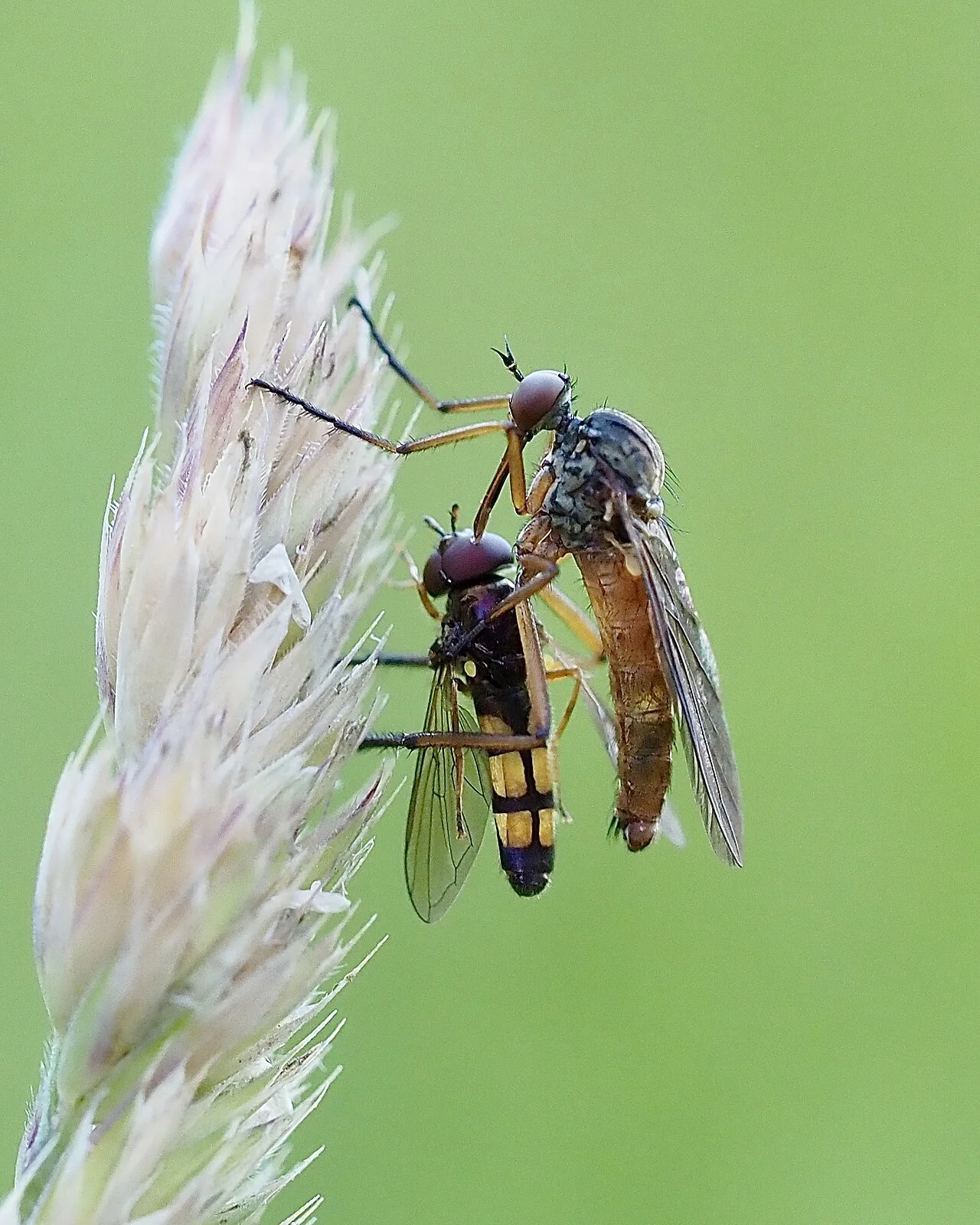 Predation