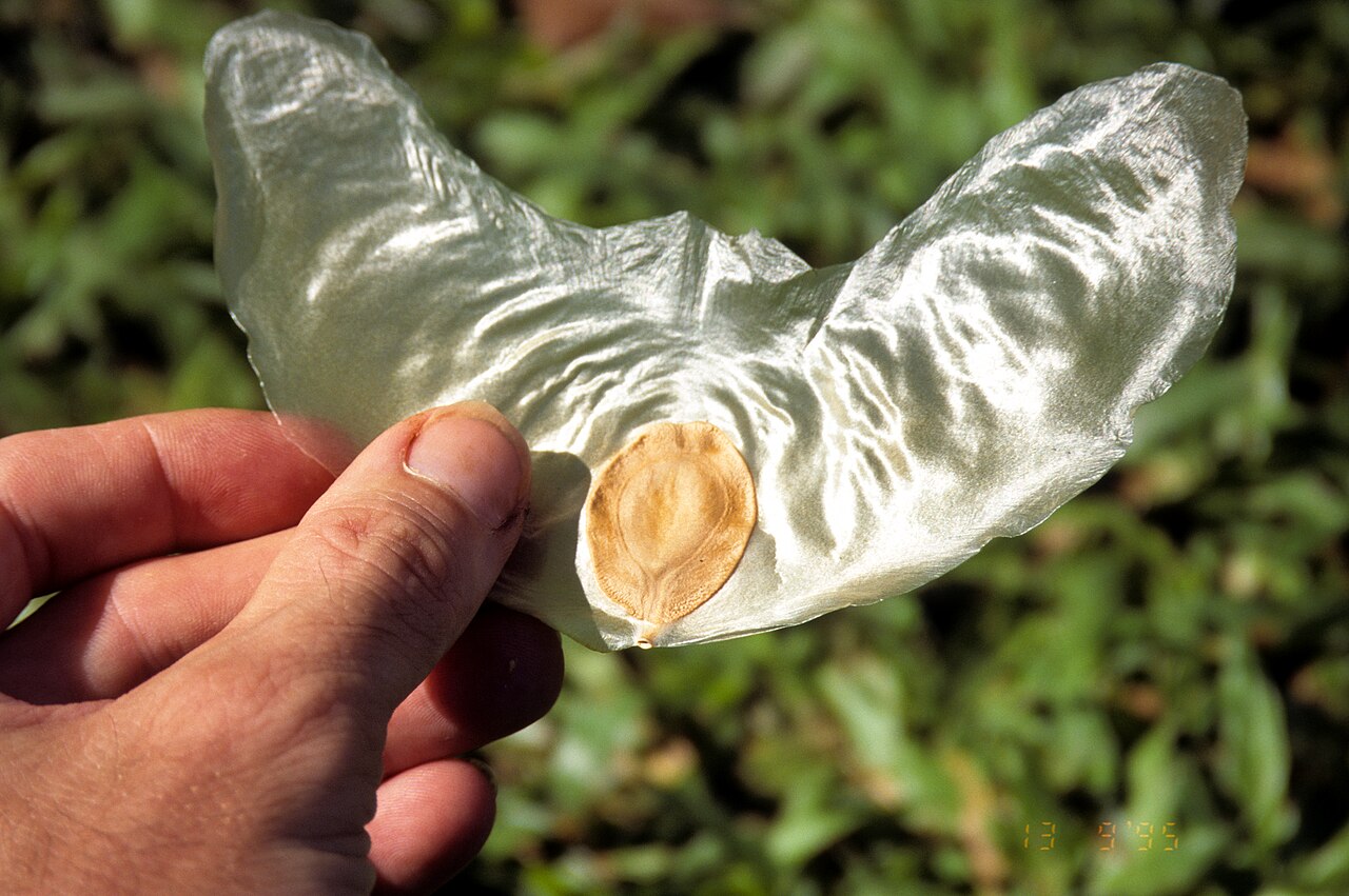 Seed dispersal