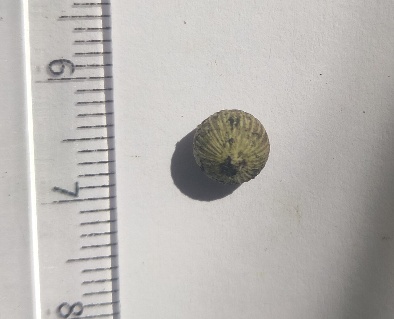 Seed dispersal