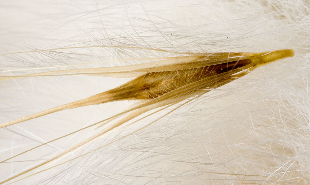 Seed dispersal