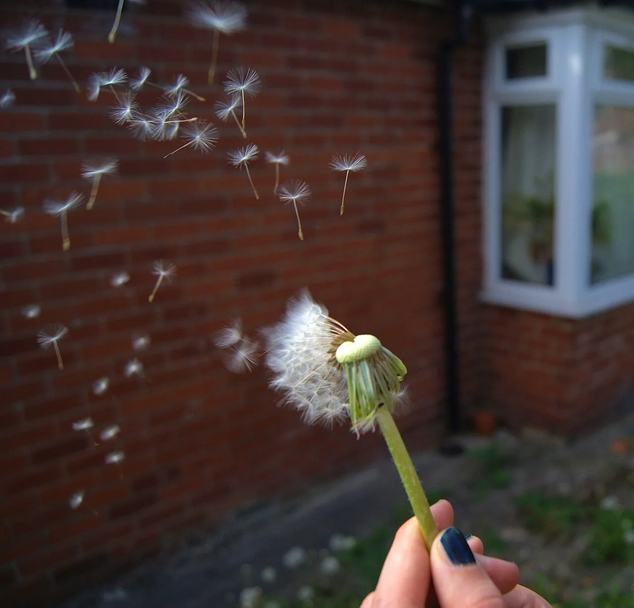 Seed dispersal